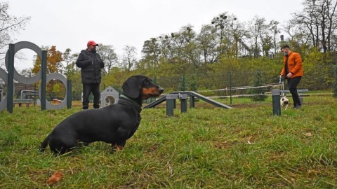 Z tego wybiegu psy ze Śródmieścia będą zadowolone. Szczególnie małe