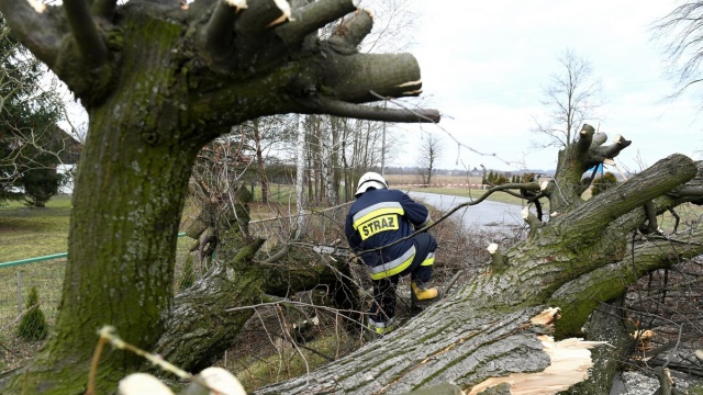 Nocna wichura w regionie: około 100 interwencji strażaków