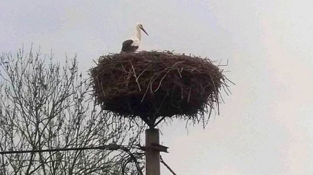 Są bociany w bydgoskim Łęgnowie. Czy to już wiosna