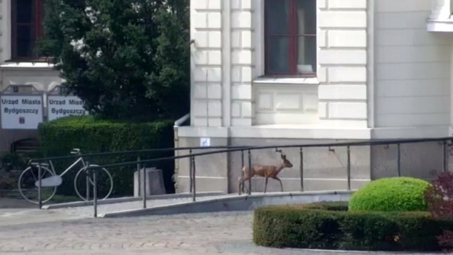 Sarna na Starym Rynku. Ten spacer mógł się zakończyć tragicznie [wideo]