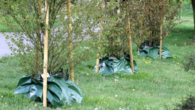 Toruń kontra susza: łąki kwietne, ogrody deszczowe, podlewanie kropelkowe