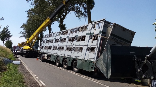 180 świń zakleszczonych w ciężarówce, która uderzyła w drzewo. Połowa nie przeżyła