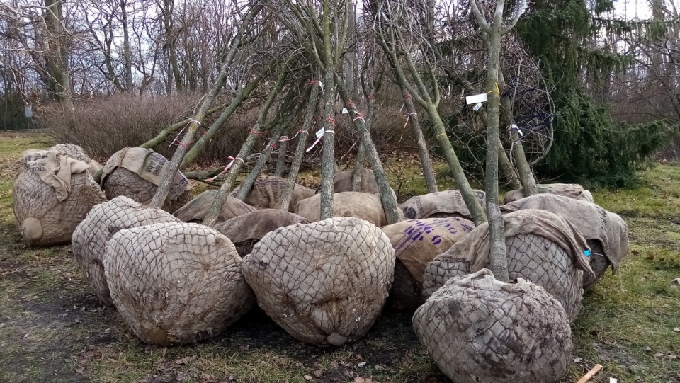 Odbudowa zabytkowego parku w Lubostroniu/fot. Tomasz Gronet