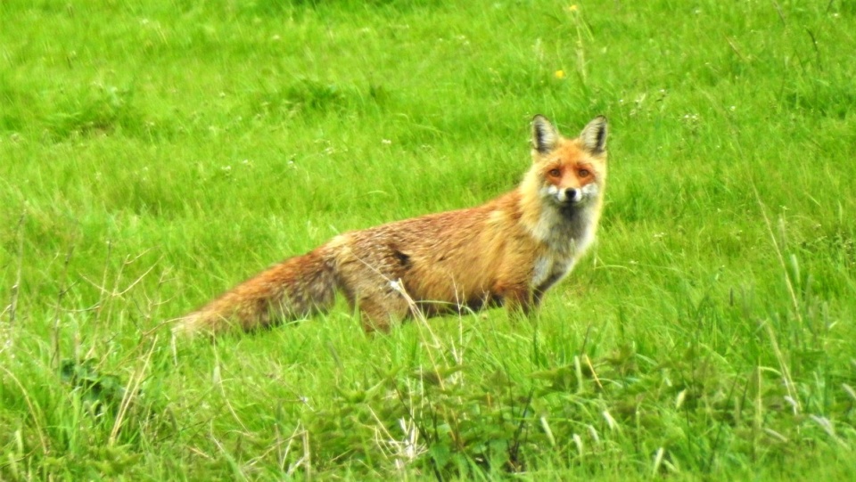 Lis rudy( łac. vulpes vulpes)./fot. Commons.wikimedia.org