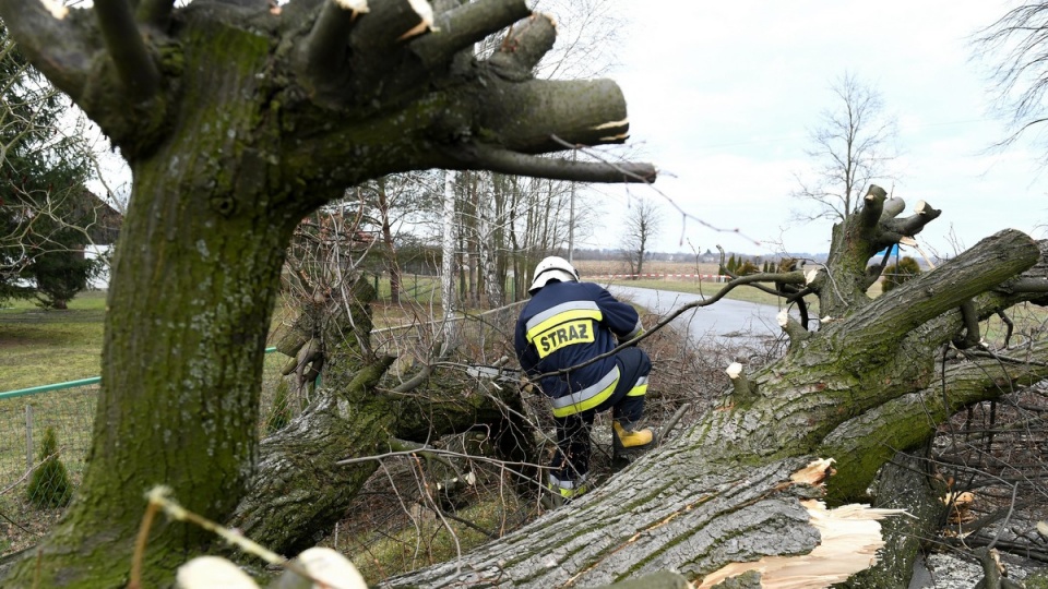 Strażacy usuwają powalone drzewo we wsi Hureczko, po wichurach na Podkarpaciu/fot. Darek Delmanowicz, PAP