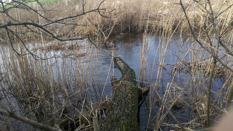 Prace porządkowe na lokalnych wodach./fot. bydgoszcz.wody.gov.pl