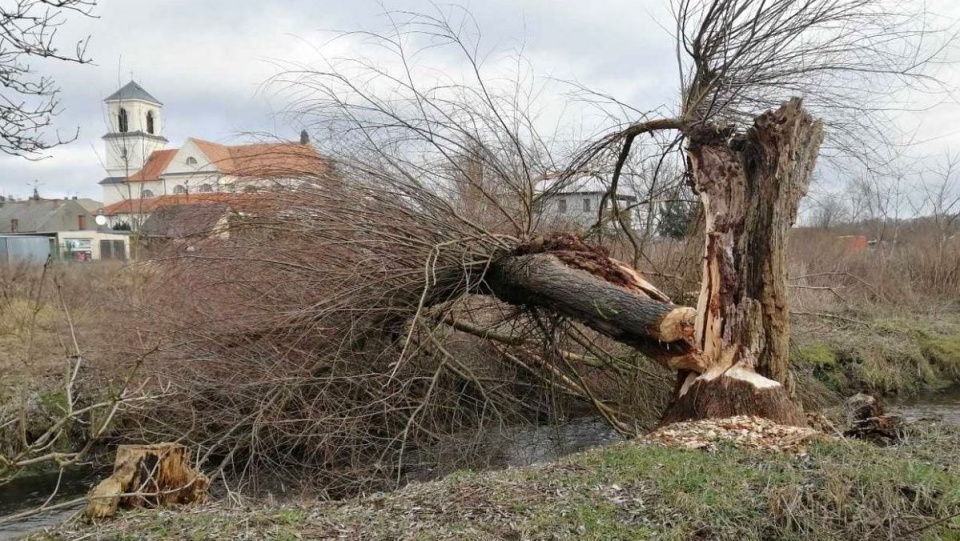 Prace porządkowe na lokalnych wodach./fot. bydgoszcz.wody.gov.pl