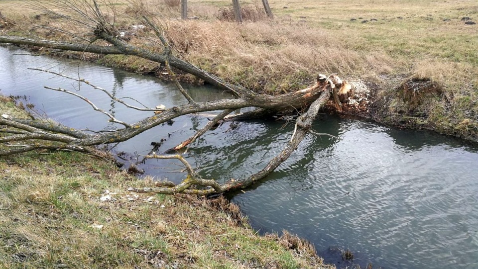 Prace porządkowe na lokalnych wodach./fot. bydgoszcz.wody.gov.pl