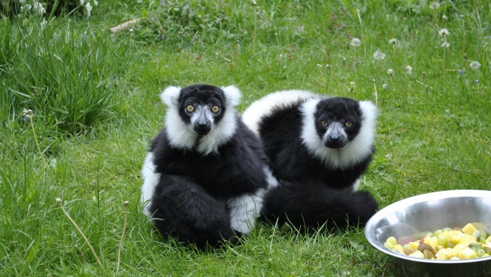 Warabi czarnobiałe podczas pikniku w toruńskim zoo./fot. Ogród Zoobotaniczny w Toruniu