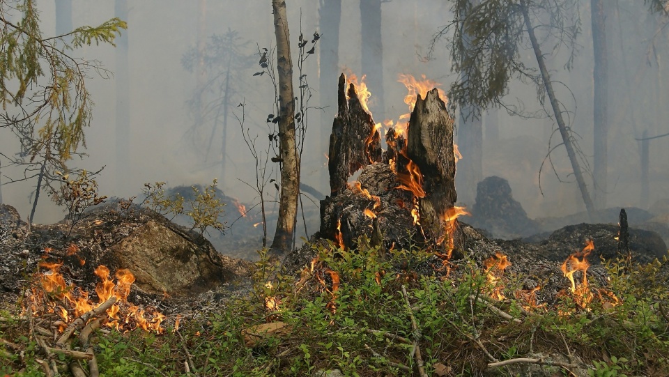 Gwałtowny podmuch wiatru może przenieść ogień do lasu. Fot. Pixabay.com