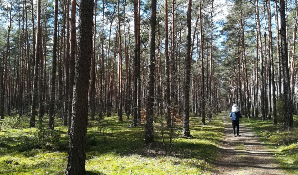 Po lesie razem mogą spacerować maksymalnie dwie osoby, z wyłączeniem rodzin/fot. mg