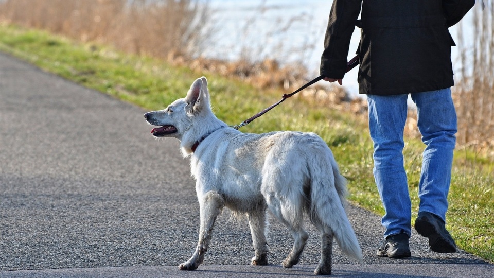 Wolontariusze m.in. pomagają wyprowadzać psy na spacer. Fot. Pixabay