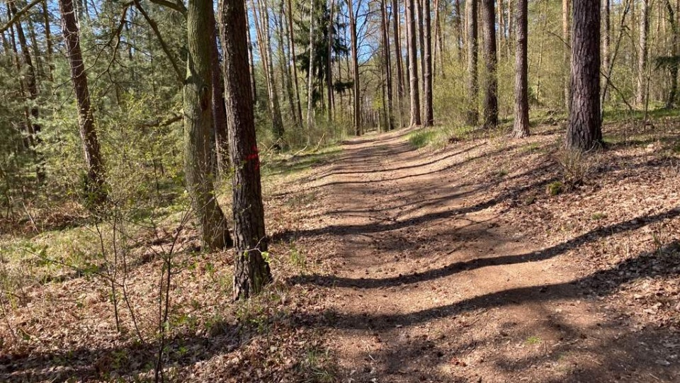 Od poniedziałku można spacerować po lesie, zachowując bezpieczne odległości/fot. Tomasz Kaźmierski