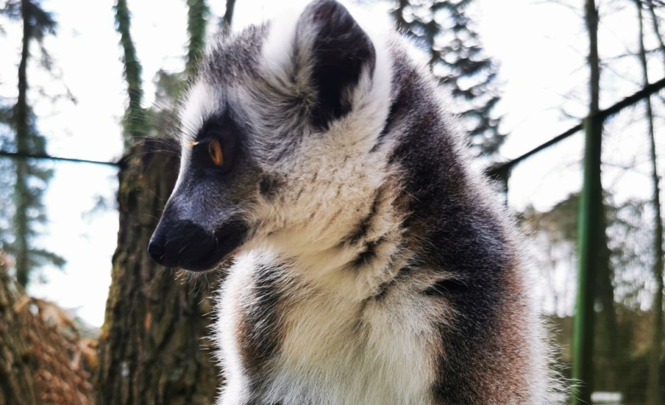 Mama małego lemura - Lori, przyjechała do Bydgoszczy w listopadzie z  krakowskiego zoo/fot. nadesłane