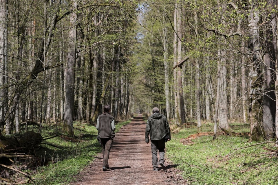 Białowieski Park Narodowy jest od 20 bm. ponownie dostępny dla turystów/fot. Artur Reszko, PAP