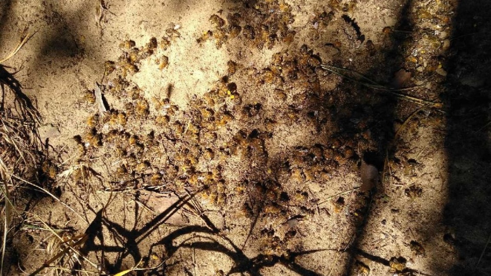 Setki tysięcy zdechłych pszczół w pasiecie w Nowem koło Świecia. Fot. Marcin Doliński