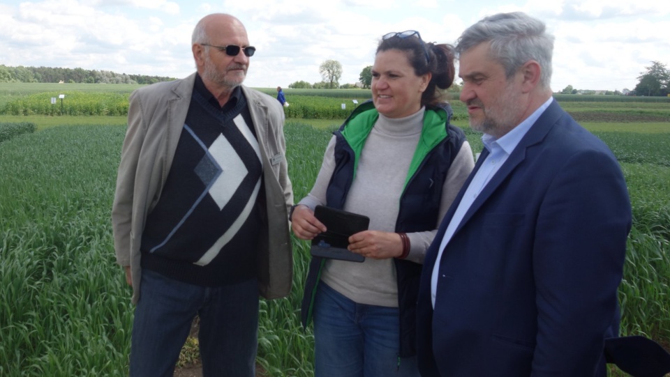 Na 216 poletkach doświadczalnych w Grubnie koło Chełmna można podziwiać stan upraw roślinnych od zbóż przez okopowe, pastewne, poplonowe różnych odmian i hodowli polskich i zagranicznych. Fot. Andrzej Krystek