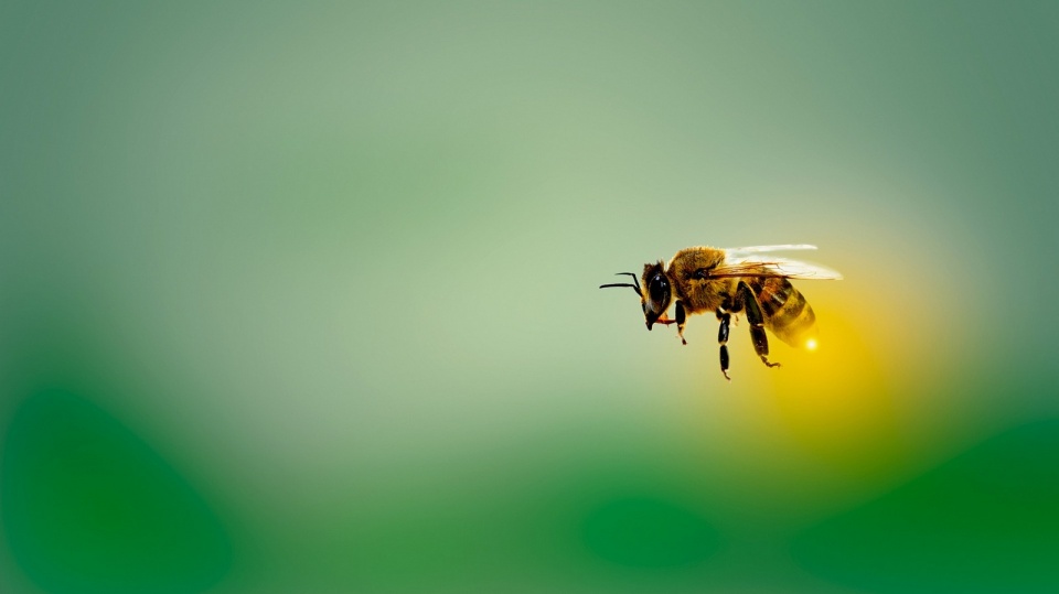 Pracownicy ZDMiKP w Bydgosczy przystąpili do międzynarodowej akcji BeePathNet. Fot. Pixabay.com