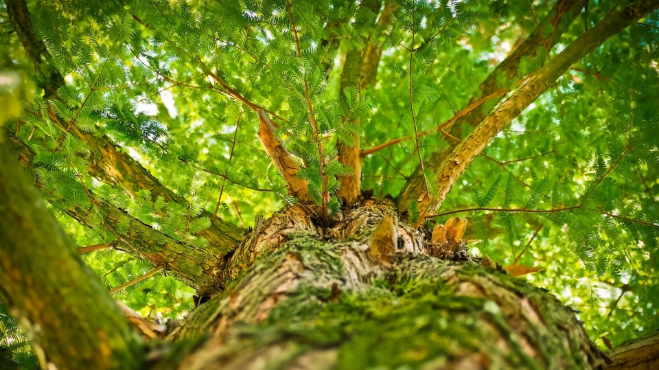 Bardzo często pod koronami drzew znajdują się zapasy różnego rodzaju materiałów budowlanych, przy drzewach manewrują maszyny budowlane. Fot. ilustracyjna/ Pixabay.com