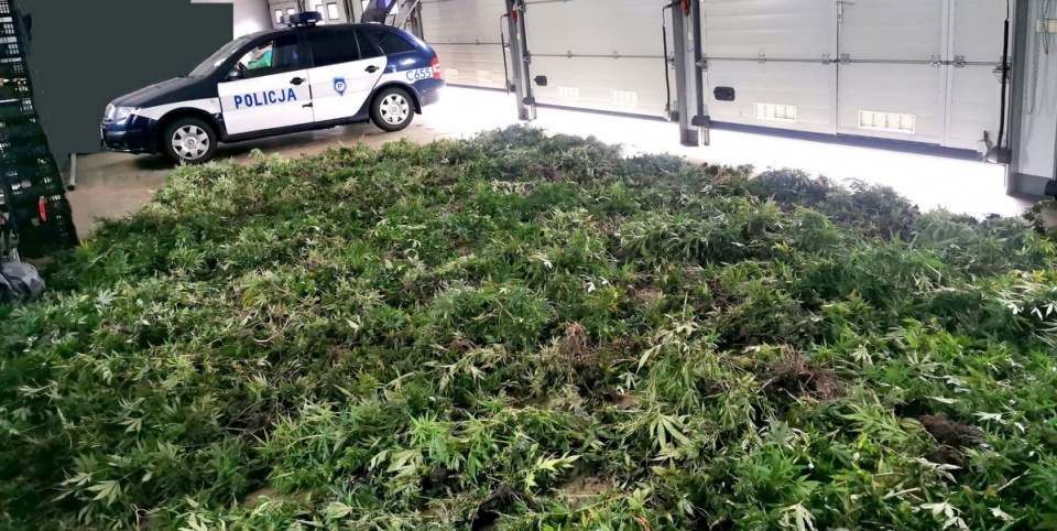 Plantację marihuany zlikwidowano w gminie Skępe/fot. mat. policji