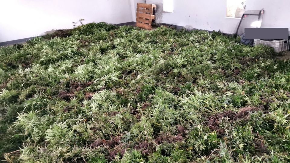 Plantację marihuany zlikwidowano w gminie Skępe/fot. mat. policji
