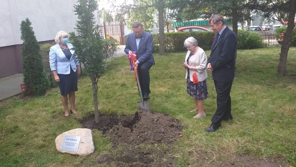 Dąb Pamięci Mariana Rejewskiego, ozdobił plac przed Pedagogiczną Biblioteką Wojewódzką w Bydgoszczy. Fot. Jolanta Fischer