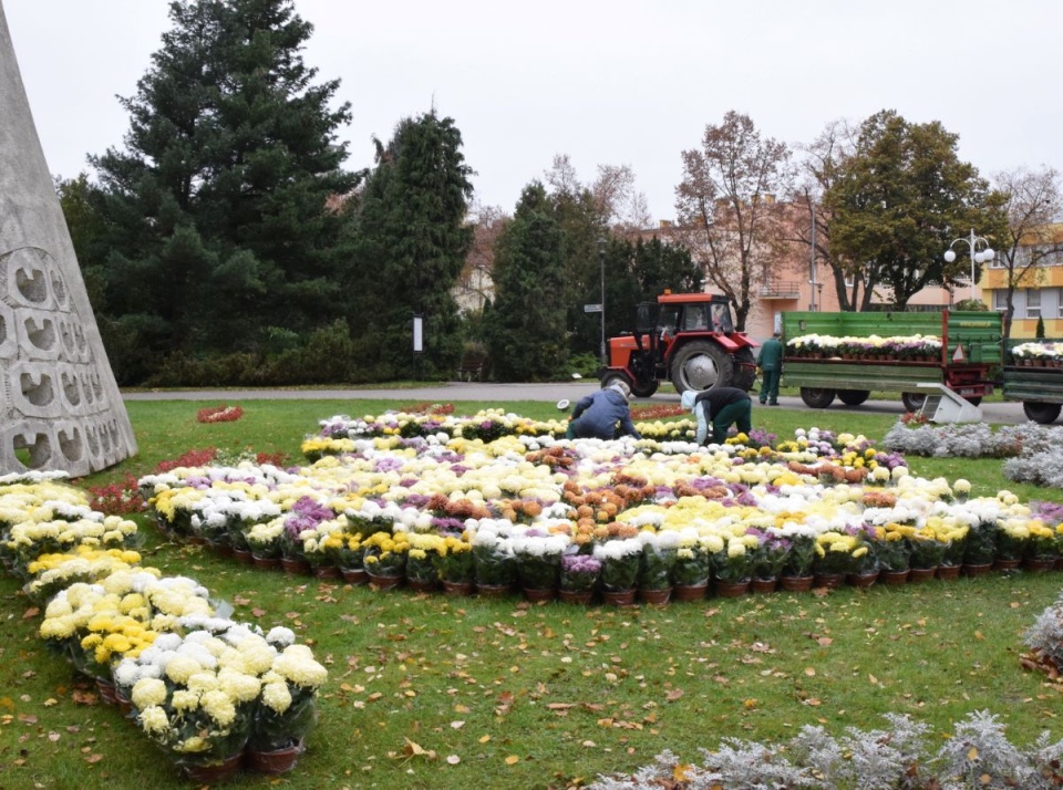 Chryzantemy zdobią Inowrocław/fot. nadesłane