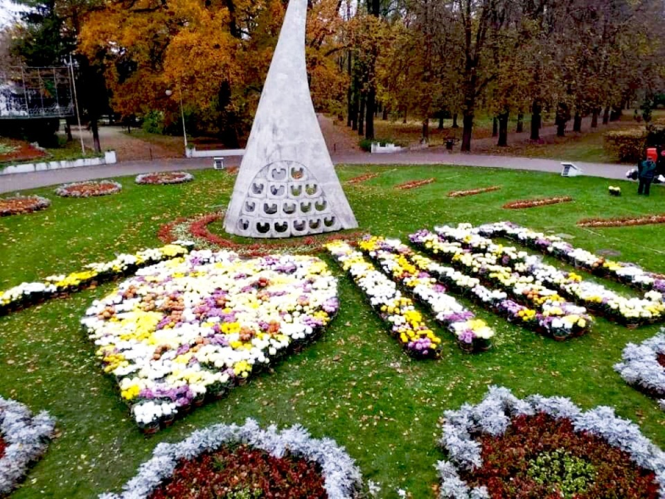 Chryzantemy zdobią Inowrocław/fot. nadesłane