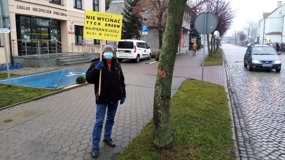 Władze miasta tłumaczą wycinkę przebudową ulicy, ale żninian ten argument nie przekonuje. Fot. Tomasz Gronet