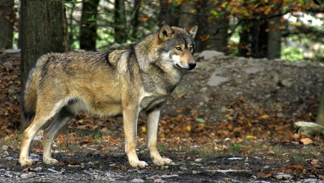 Wilki, które gatunkowo mieszają się z psami domowymi, niszczą populację dzikich wilków - oceniają specjaliści od środowiska./fot. Pixabay