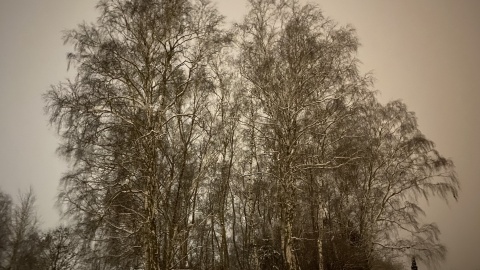 My też kochamy zimę: ogród botaniczny w Myślęcinka w zimowej krasie. Fot. Tomasz Kaźmierski