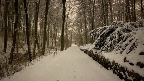 My też kochamy zimę: ogród botaniczny w Myślęcinka w zimowej krasie. Fot. Tomasz Kaźmierski