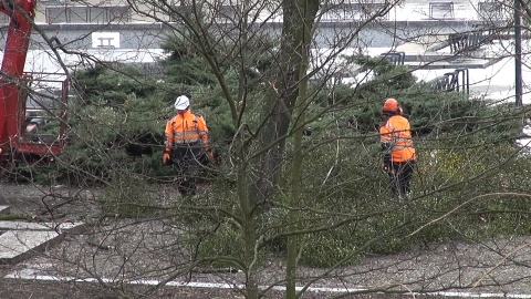 Zabiegi pielęgnacyjne usunięcia jemioły z drzew przy Skwerze Krzysztofa Komedy w Bydgoszczy (jw)