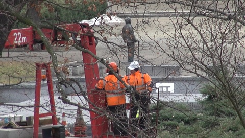 Zabiegi pielęgnacyjne usunięcia jemioły z drzew przy Skwerze Krzysztofa Komedy w Bydgoszczy (jw)