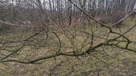 Ogród Botaniczny w bydgoskim Myślęcinku/fot. mg