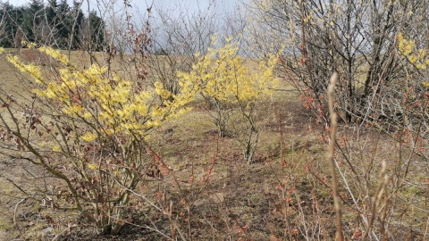 Ogród Botaniczny w bydgoskim Myślęcinku/fot. mg