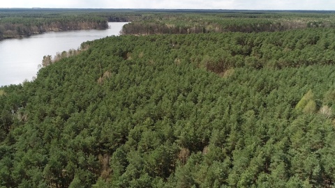 Bory Tucholskie z lotu ptaka/fot. Dronfor Krzysztof Forgiel