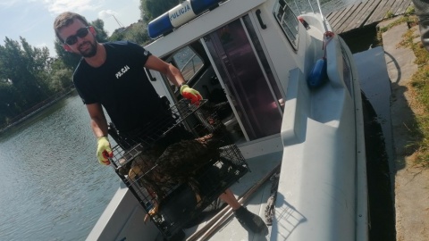 Policjanci pełniący służbę na Jeziorze Chełmżyńskim w okolicach Pluskowęs dostrzegli dryfującego dość okazałych rozmiarów ptaka. Fot. Policja