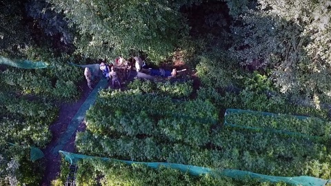 Policjanci CBŚP i KP w Chełmży zlikwidowali 2 plantacje, na których rosło 1650 krzaków konopi oraz zatrzymali trzech „ogrodników”. Fot. Policja