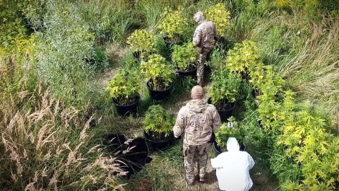 Policjanci CBŚP i KP w Chełmży zlikwidowali 2 plantacje, na których rosło 1650 krzaków konopi oraz zatrzymali trzech „ogrodników”. Fot. Policja