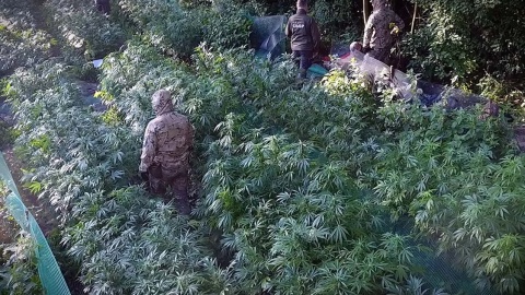 Policjanci CBŚP i KP w Chełmży zlikwidowali 2 plantacje, na których rosło 1650 krzaków konopi oraz zatrzymali trzech „ogrodników”. Fot. Policja
