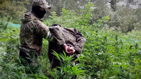 Policjanci CBŚP i KP w Chełmży zlikwidowali 2 plantacje, na których rosło 1650 krzaków konopi oraz zatrzymali trzech „ogrodników”. Fot. Policja