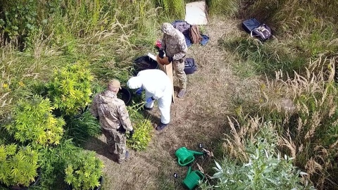 Policjanci CBŚP i KP w Chełmży zlikwidowali 2 plantacje, na których rosło 1650 krzaków konopi oraz zatrzymali trzech „ogrodników”. Fot. Policja