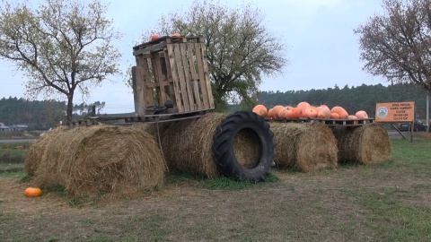 Na Dyniowej Farmie. Fot. Janusz Wiertel