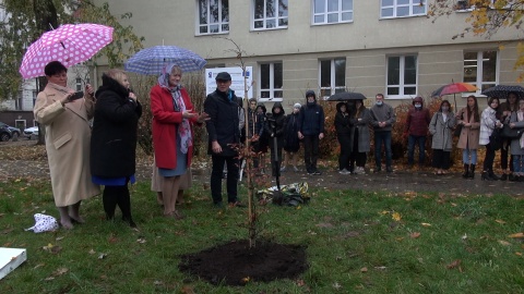 Nie dąb - bo przepisy nie pozwalają na sadzenie tak okazałego drzewa tak blisko budynku, a buk czerwonolistny został uroczyście - choć w strugach deszczu - posadzony przed Państwowym Zespołem Szkół Muzycznych w Bydgoszczy. Fot. Janusz Wiertel