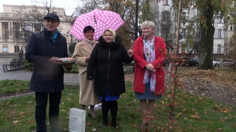 Nie dąb - bo przepisy nie pozwalają na sadzenie tak okazałego drzewa tak blisko budynku, a buk czerwonolistny został uroczyście - choć w strugach deszczu - posadzony przed Państwowym Zespołem Szkół Muzycznych w Bydgoszczy. Fot. Janusz Wiertel