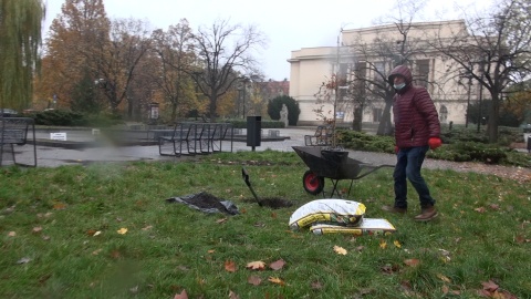 Nie dąb - bo przepisy nie pozwalają na sadzenie tak okazałego drzewa tak blisko budynku, a buk czerwonolistny został uroczyście - choć w strugach deszczu - posadzony przed Państwowym Zespołem Szkół Muzycznych w Bydgoszczy. Fot. Janusz Wiertel