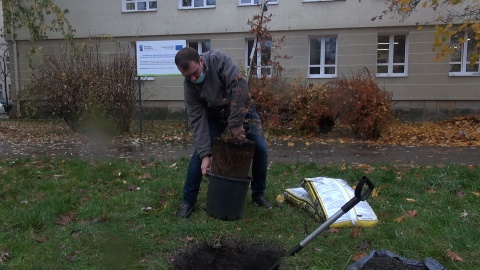 Nie dąb - bo przepisy nie pozwalają na sadzenie tak okazałego drzewa tak blisko budynku, a buk czerwonolistny został uroczyście - choć w strugach deszczu - posadzony przed Państwowym Zespołem Szkół Muzycznych w Bydgoszczy. Fot. Janusz Wiertel