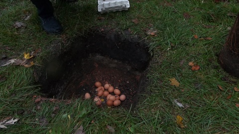 Nie dąb - bo przepisy nie pozwalają na sadzenie tak okazałego drzewa tak blisko budynku, a buk czerwonolistny został uroczyście - choć w strugach deszczu - posadzony przed Państwowym Zespołem Szkół Muzycznych w Bydgoszczy. Fot. Janusz Wiertel