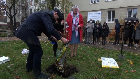 Nie dąb - bo przepisy nie pozwalają na sadzenie tak okazałego drzewa tak blisko budynku, a buk czerwonolistny został uroczyście - choć w strugach deszczu - posadzony przed Państwowym Zespołem Szkół Muzycznych w Bydgoszczy. Fot. Janusz Wiertel